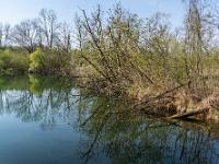Wildes Seeufer mit umgestürzten Bäumen am Happinger Ausee